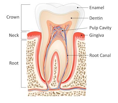 diagram of root system in a tooth