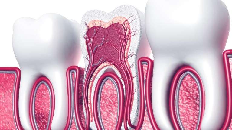 root system of tooth